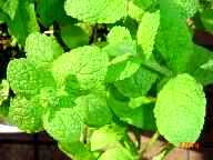 mint